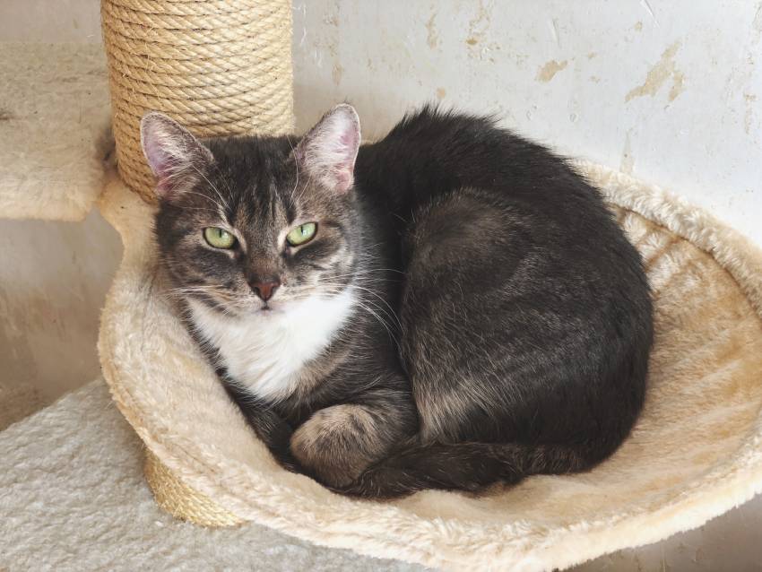 domestic cat relaxing in hammock on cat tree