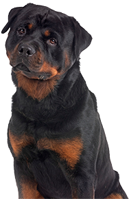 Rottweiler dog with tender look