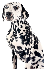 Big Dalmatian dog