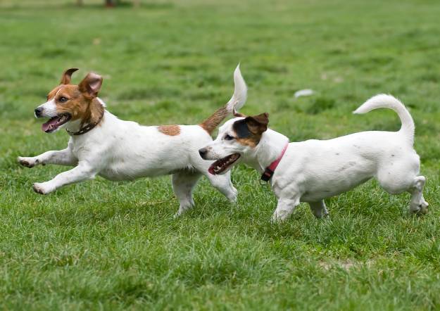 happy dogs