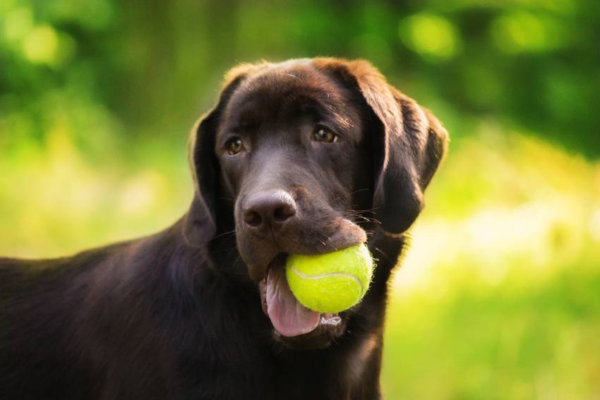 labrador retriever dog breed on the field dog run