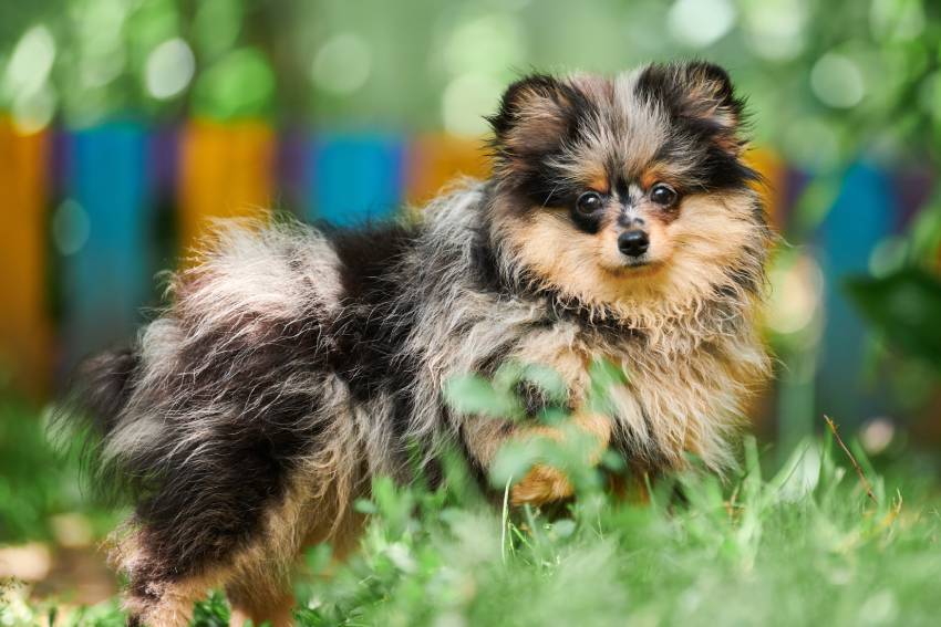 pomeranian spitz puppy in garden